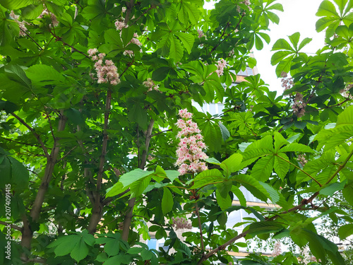 On a sunny day, a blooming chestnut tree. Beautiful green leaves and flowers