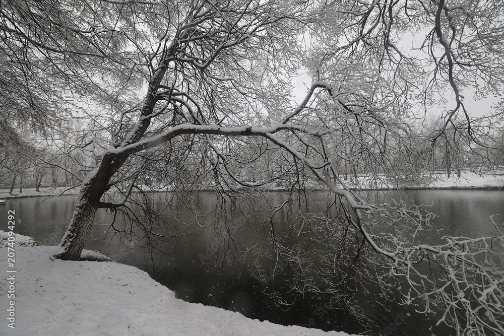 Fototapeta premium Snowfall in a winter park, landscape trees covered with snow, nature background, seasonal weather background