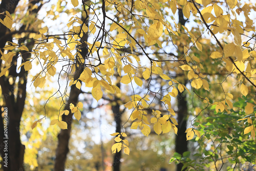 Fototapeta premium autumn park, nature landscape, trees in a seasonal background