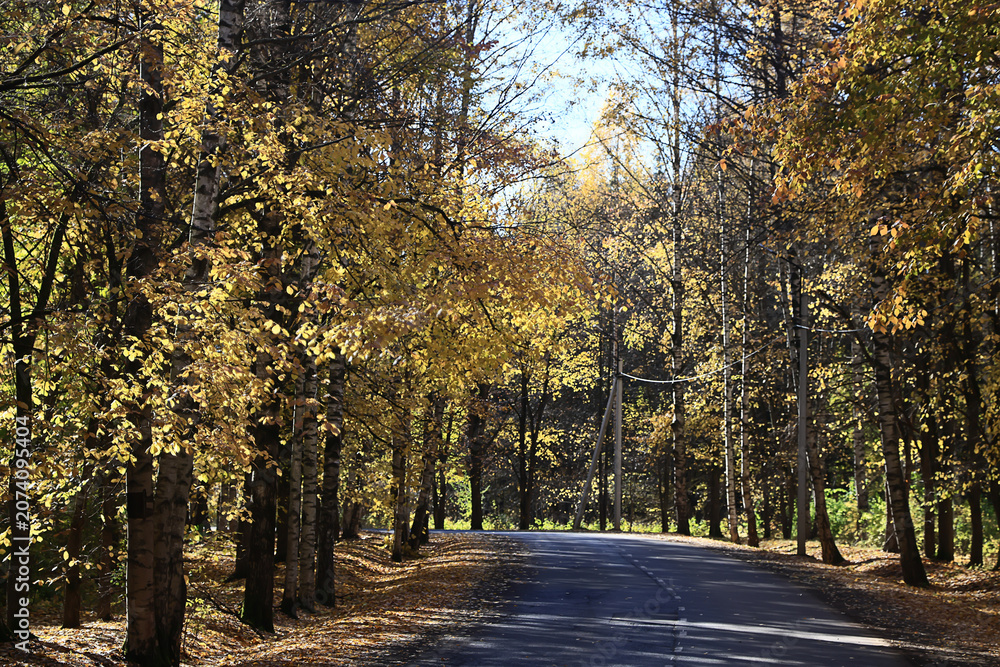 Fototapeta premium autumn park, nature landscape, trees in a seasonal background