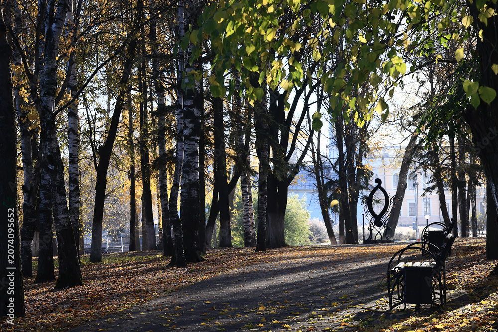 Fototapeta premium autumn park, nature landscape, trees in a seasonal background