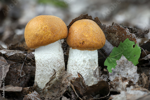 Two amazing edible orange birch bolete mushrooms in leaves