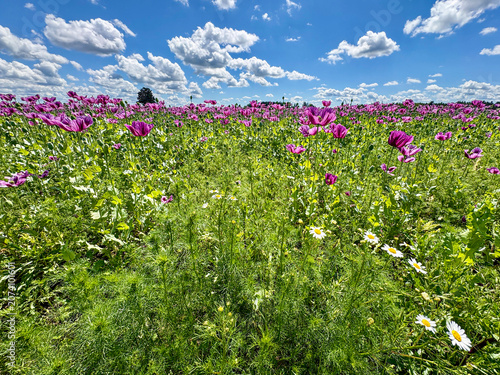 Vibrant Purple Flower Field Under Blue Sky