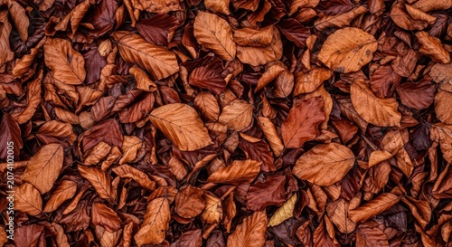 Autumnal background texture of dried copper and brown beech leaves fallen on the forest floor, creating a natural pattern, warm, ground, nature