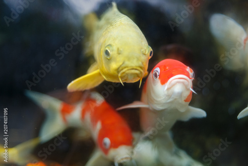 Close-up of colorful koi fish swimming in clear pond water