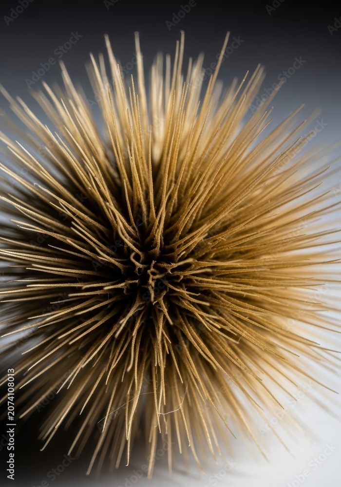 Obraz premium Close-up detail of sharp, bristled squirrel grass seeds dried and clustered, showcasing its invasive structure and potential irritation, field, environment, unwanted