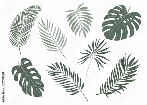 Tropical Leaf Collection Detailed Vector Illustration With White Background