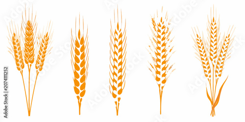 Quadro su tela Orange Wheat Bundles A Vector Illustration On White Background