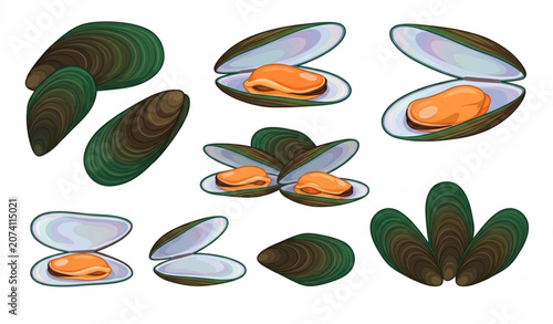 Tableau sur toile Green Shell Mussels Vector Illustration EPS 10 Fresh New Zealand Mussels Isolate