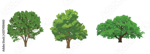 Foto Green trees vector set, flat design architectural landscape oak, elm and banyan tree collection, eco nature clipart pack isolated on white background