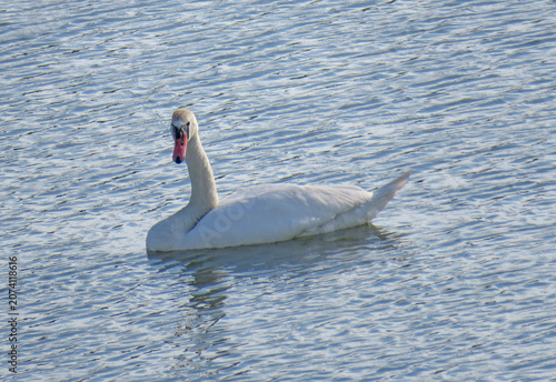 Swan on a lake in Romania