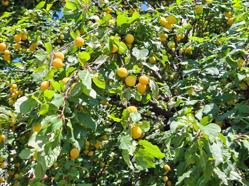Ripe yellow cherry plums hanging on a tree branch with green leaves