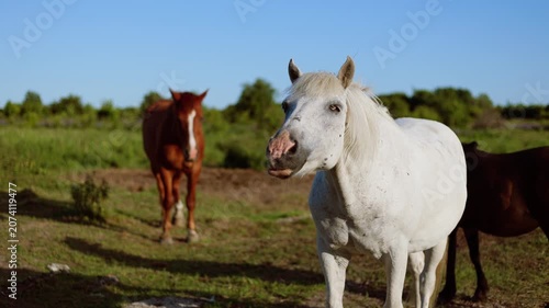 White horse standing in a grassy meadow during a sunny day. Herd of horses grazing in the field. Rural farm life with domestic animal enjoying nature scenery.