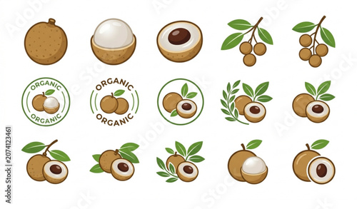 Longan Fruit Vector Logo Set EPS 10 Organic Tropical Fruit Illustration Isolated on White Background