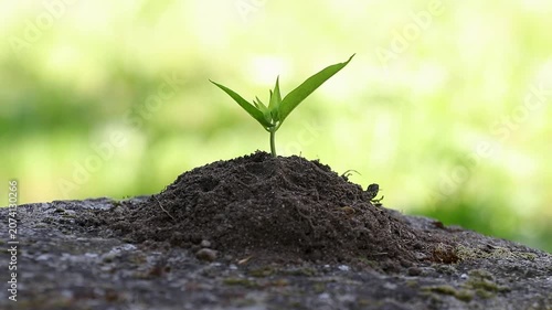 child's hands gently water a young seedling, symbolizing environmental responsibility, growth, and the hope for a sustainable future shared between generations and nature