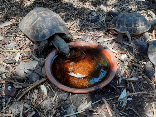 Una tartaruga beve acqua da una pozza mentre un'altra tartaruga la guarda.