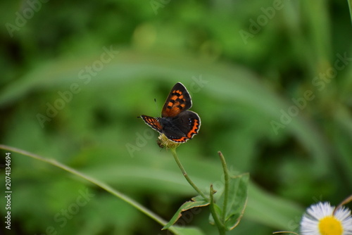 Quadro su tela Small Copper butterfly feeding on Fleabane flowers