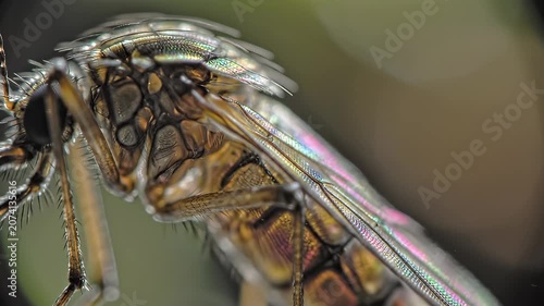 Extreme macro photograph of mosquito thorax and iridescent wing