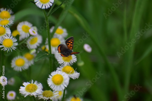 Fotografie Small Copper butterfly feeding on Fleabane flowers