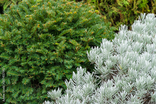 Vibrant green conifer branches contrasted with soft, silvery-gray foliage of twig of lavender (Lavandula angustifolia, Lavandula officinalis), creating serene and textured natural scene