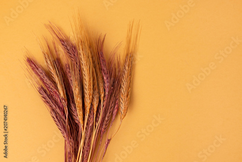Dried flowers on a colorful background.