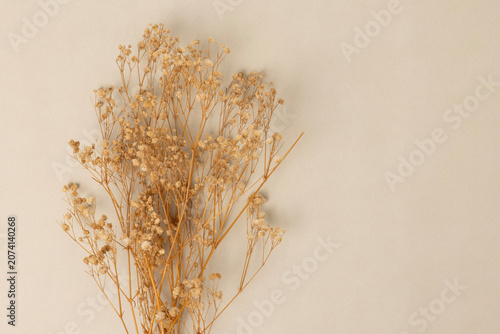 Dried flowers on a colorful background.