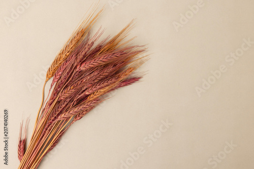Dried flowers on a colorful background.