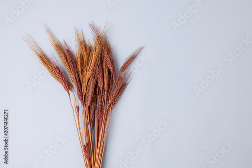 Dried flowers on a colorful background.