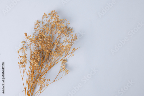 Dried flowers on a colorful background.