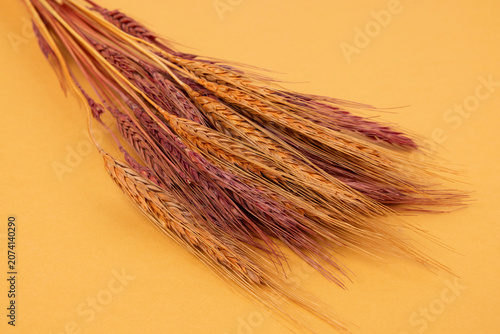 Dried flowers on a colorful background.
