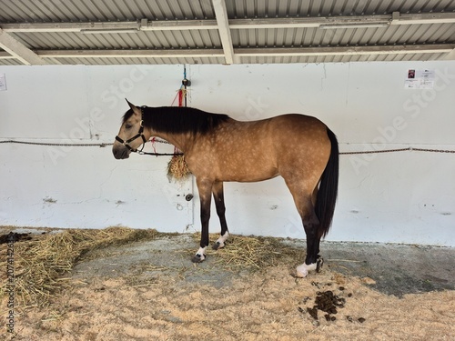 Caballo
