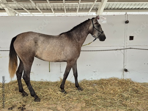 Caballo