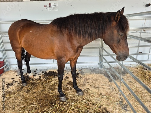 Caballo