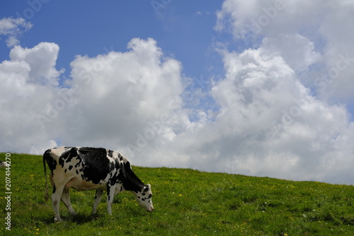 Black and white dairy cow grazing on a green meadow