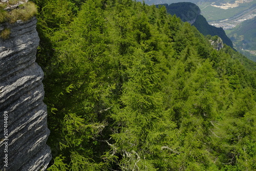 Larch forest on the edge of a rocky cliff in Lessinia mountains