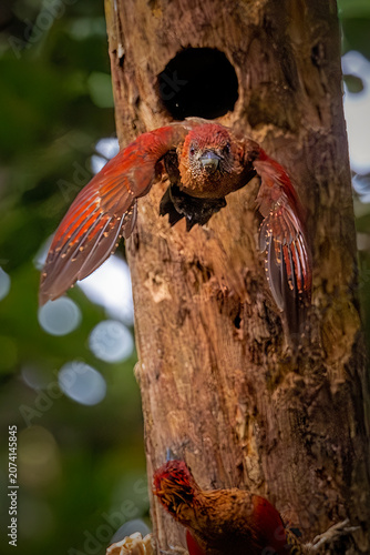 Detailed wildlife photography of a nesting bird hiding inside a hollow tree trunk, showcasing beautiful bark texture and natural bokeh.