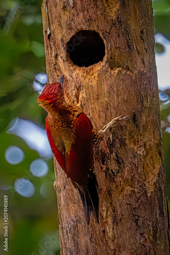Detailed wildlife photography of a nesting bird hiding inside a hollow tree trunk, showcasing beautiful bark texture and natural bokeh.