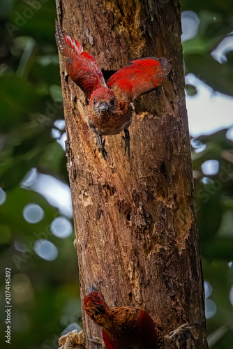 Detailed wildlife photography of a nesting bird hiding inside a hollow tree trunk, showcasing beautiful bark texture and natural bokeh.