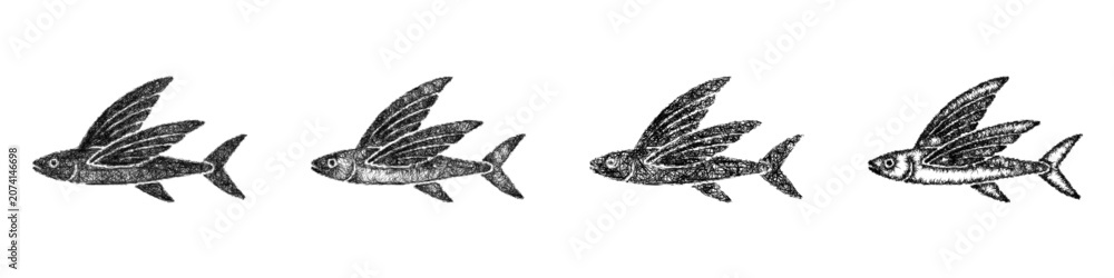 Obraz premium Sketch monochrome flying fish icon design set