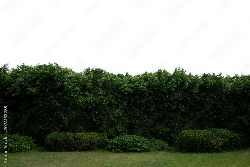 Fototapeta premium Green Garden Hedge with Copy Space