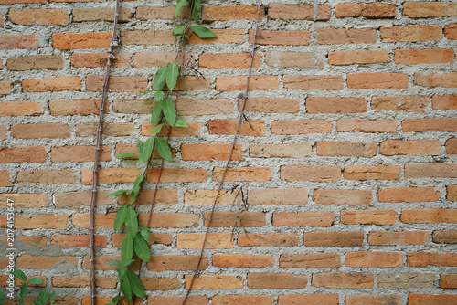 Natural green climbing vines growing on an old rustic brick wall