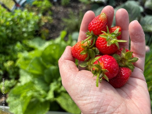 фотографія a hand holding freshly picked strawberries with a small garden plot in the backg