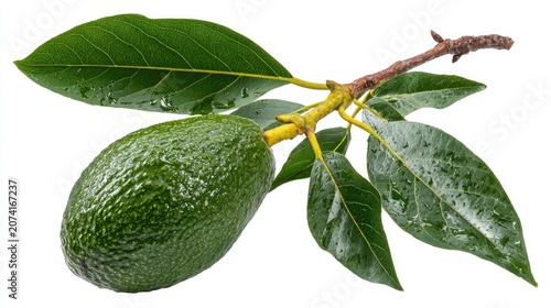 Fresh avocado on branch with leaves