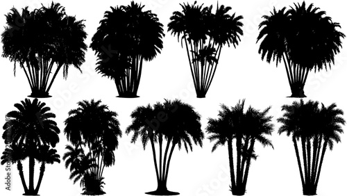 Bilde på lerret Realistic Senegal Date Palm tree silhouettes set in black, showcasing natural proportions and elegant tropical foliage