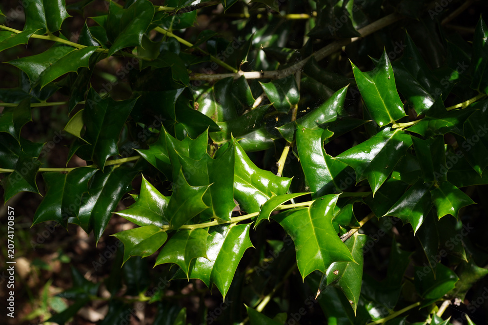Obraz premium Shiny green holly leaves with sharp thorns in natural sunlight