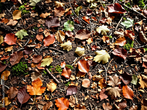 Rich forest floor with fallen leaves, pine needles, moss, and earthy organic soil textures