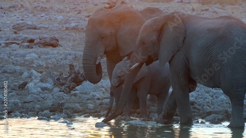 Etosha National Park, Namibia, a family of African elephants drink from a waterhole at sunset.