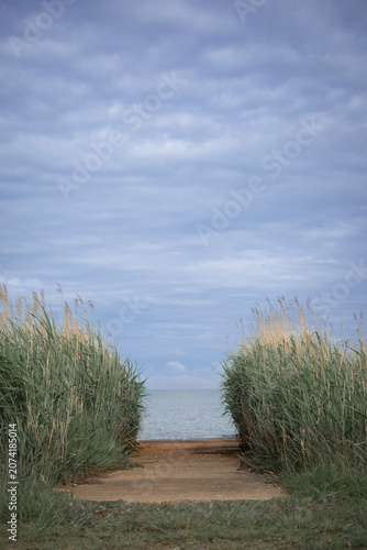 Scenic coastal walkway flanked by wild beach grass and calm ocean