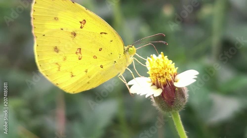 Yellow Butterfly Feeding, Macro Close Up Pollinator Collecting Nectar in Natural Habitat, Wildlife Insect, Spring Meadow, Biodiversity