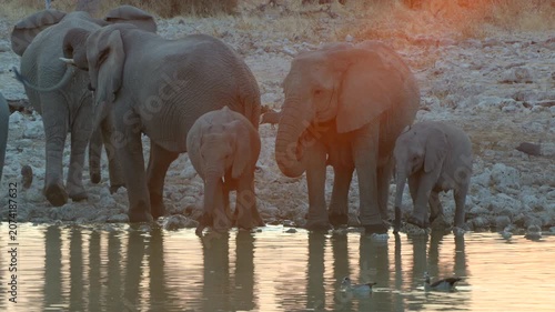 Etosha National Park, Namibia, a herd of African elephants drink from a waterhole at sunset.